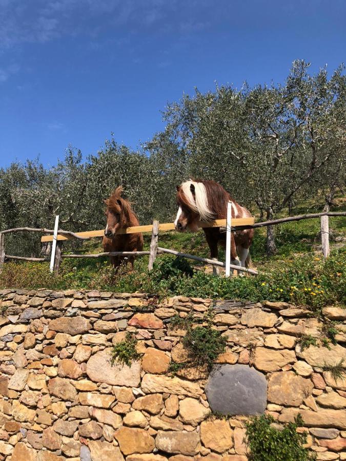 קאלצ'י Olive House Tuscany - Zona Pisa מראה חיצוני תמונה