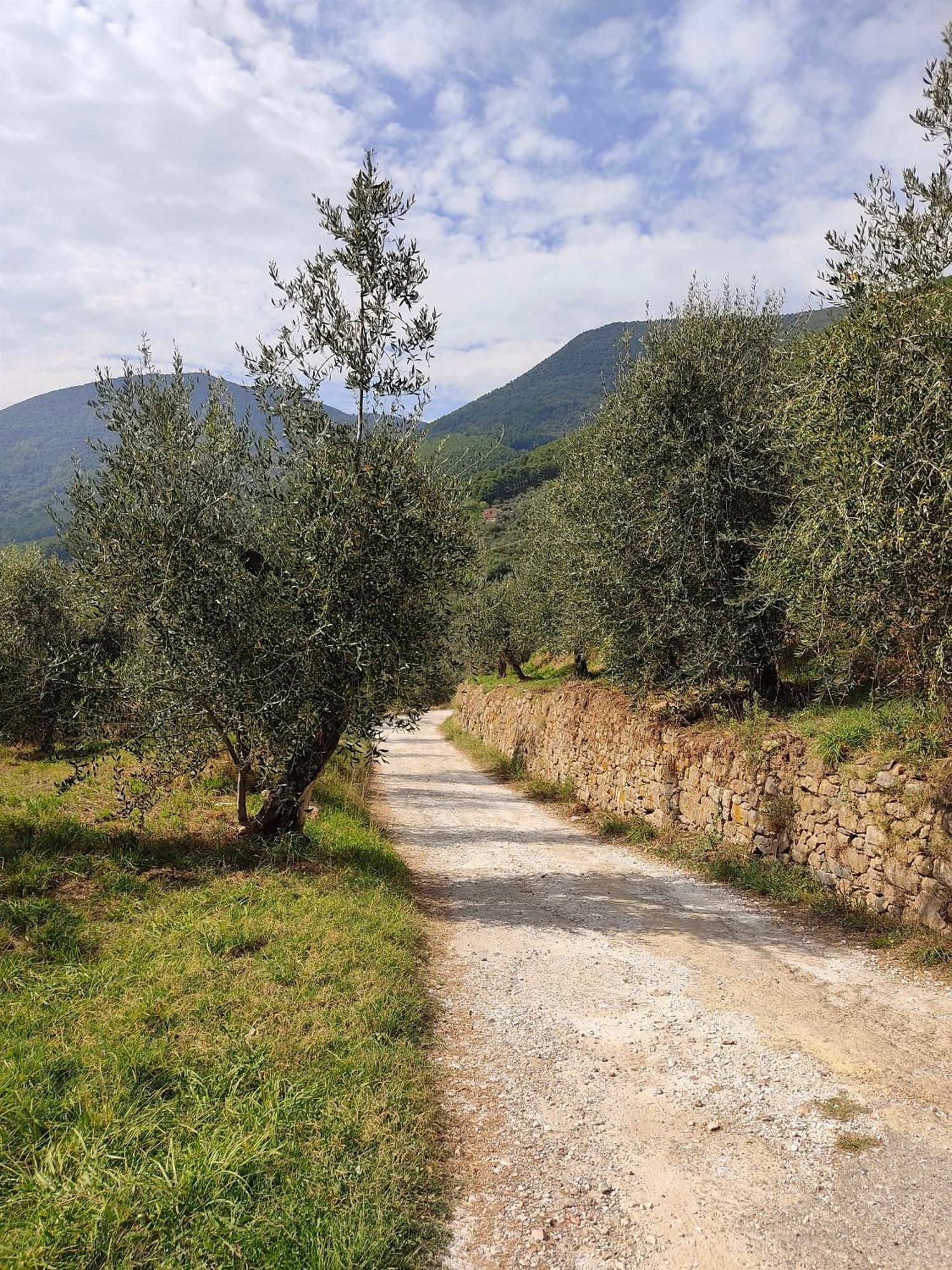 קאלצ'י Olive House Tuscany - Zona Pisa מראה חיצוני תמונה